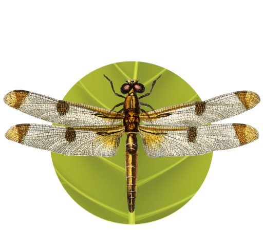 Logo Büro für angewandte Biologie