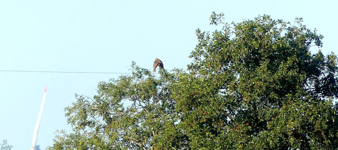 Zwei Rotmilane auf einem Baum