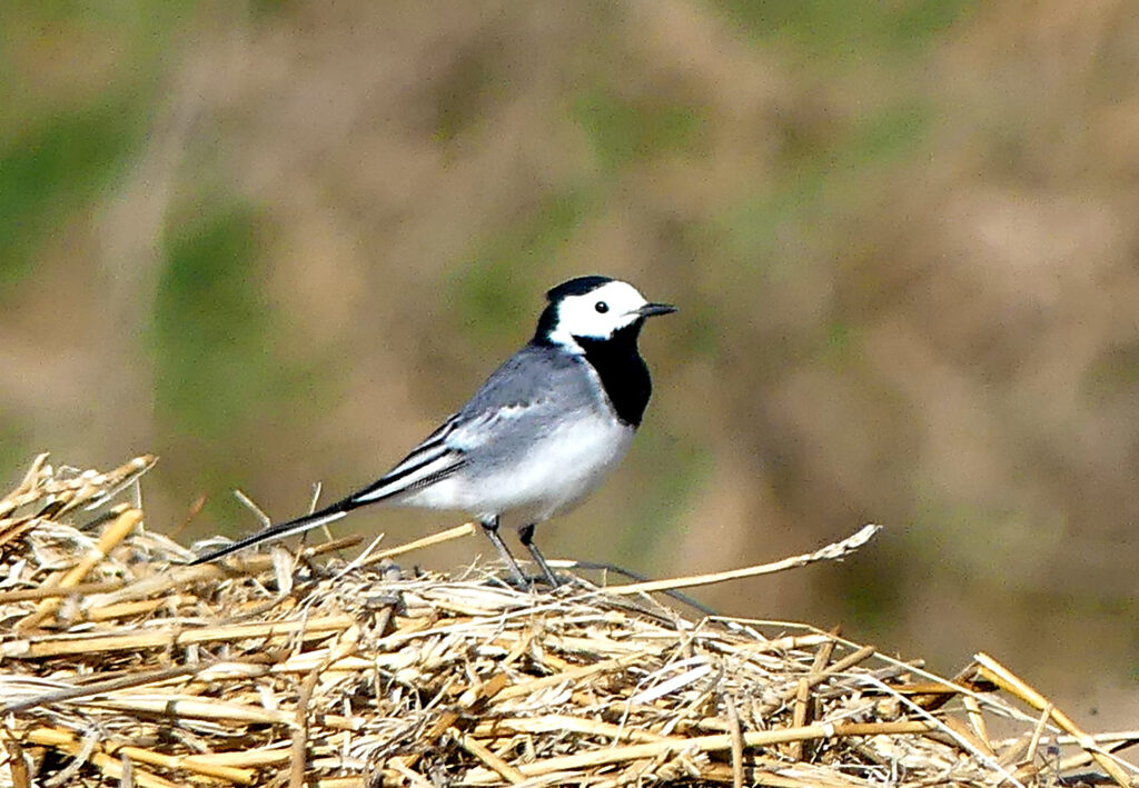Eine Bachstelze auf einer Ackerfläche