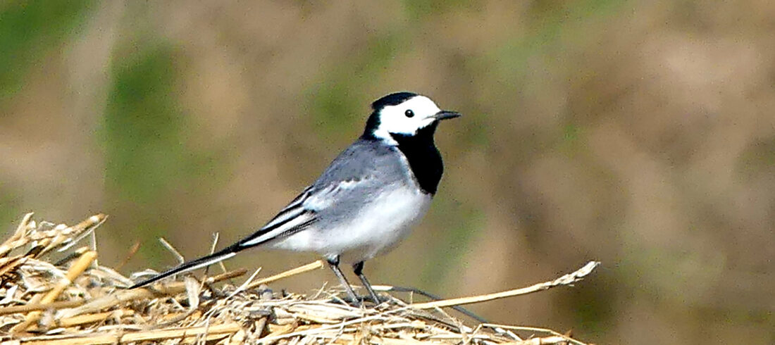 Eine Bachstelze auf einer Ackerfläche