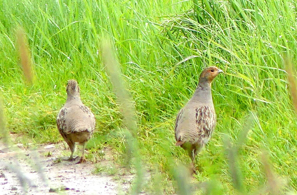 Zwei Rebhühner in hohem Gras