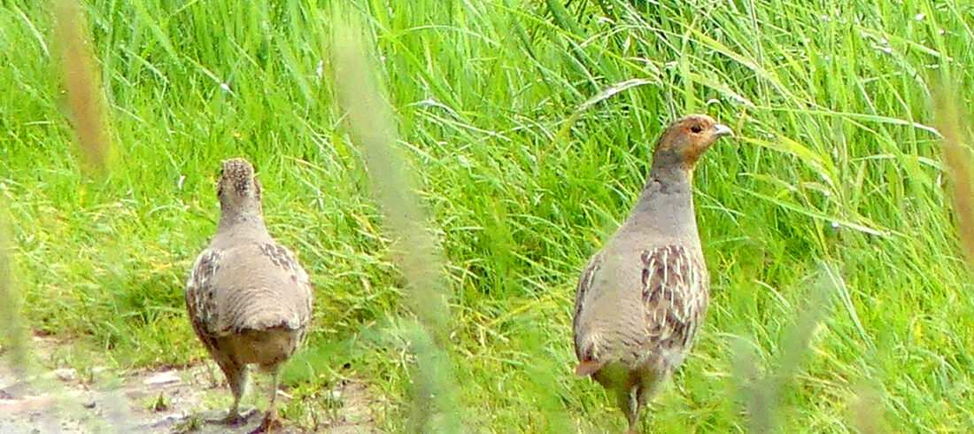 Zwei Rebhühner in hohem Gras