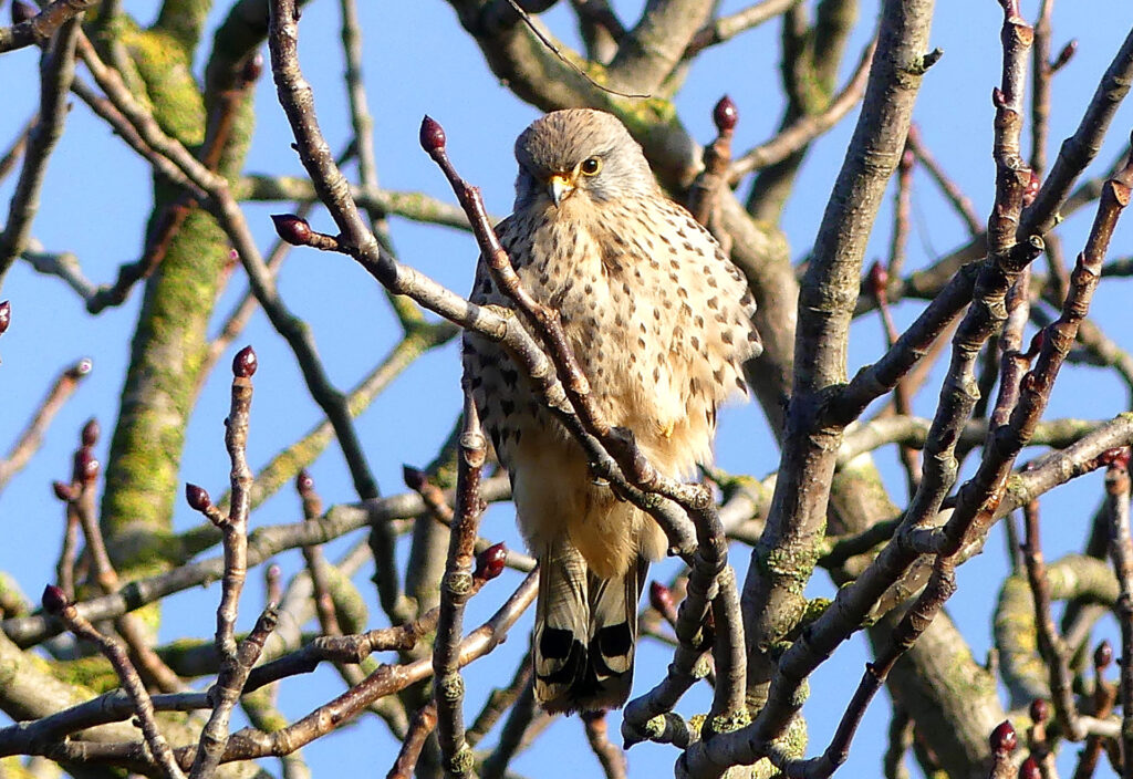 Turmfalke auf einem Baum
