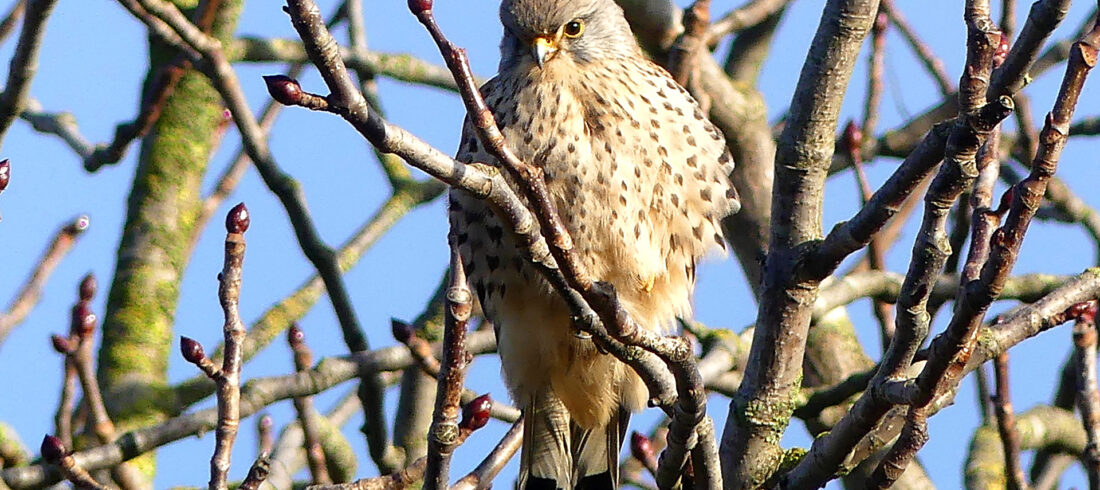 Turmfalke auf einem Baum
