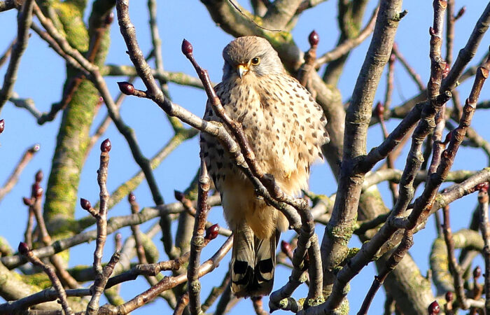 Turmfalke auf einem Baum