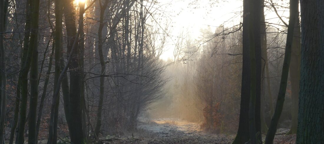 Idyllische Aufnahme des Waldes im "Wietser Horst"