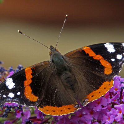 Admiral-Schmetterling auf einer Blüte (Nahaufnahme)