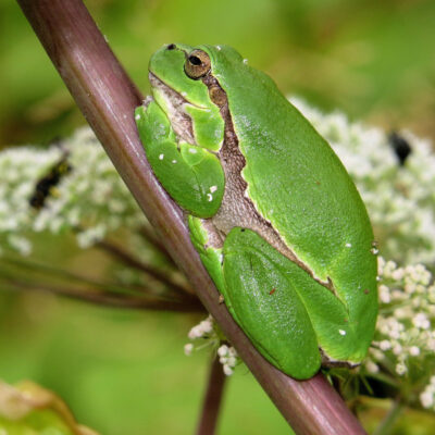 Grüner Laubfrosch, auf einem Pflanzen-Stengel sitzend