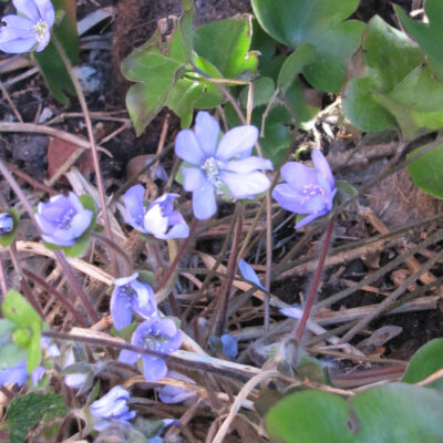 Lilafarbene Leberblümchen, Aufnahme am Boden