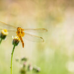 Libelle auf einer Blüte