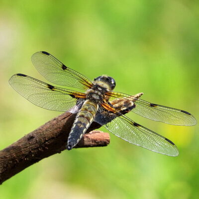 Libelle auf einem Ast
