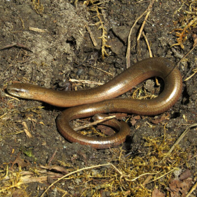 Braune Ringelnatte, auf dunklem Erdreich