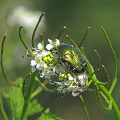 Grüner Rosenkäfer auf eine Blüte