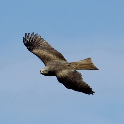 Fliegender Schwarzmilan, im Hintergrund blauer Himmel
