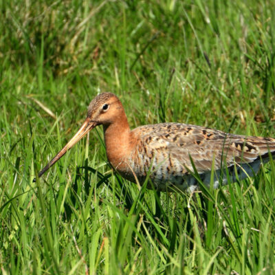 Uferschnepfe im hohen Gras