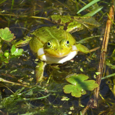 Grüner Wasserfrosch im Wasser