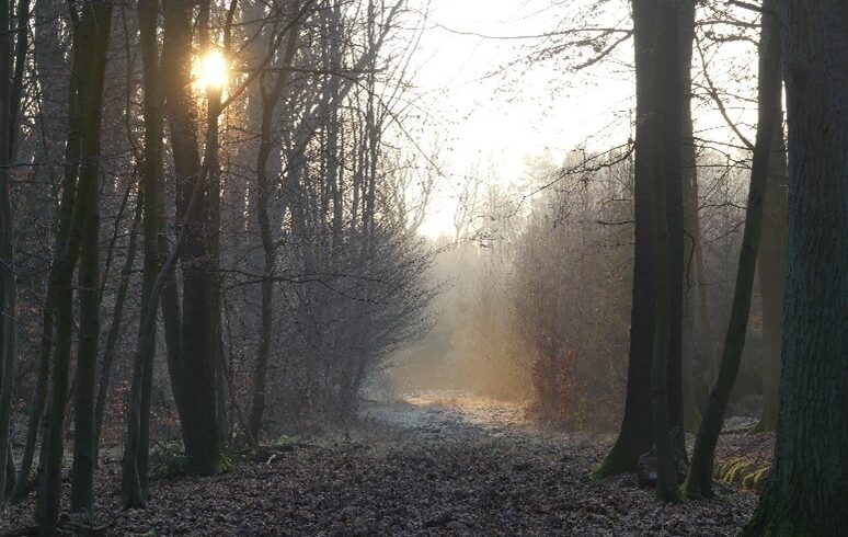 Ruhewald Wietser Horst bei Sonnenuntergang